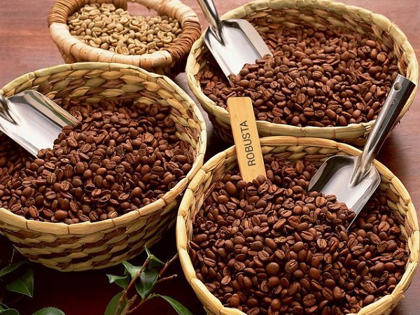 Phối trộn cà phê Arabica và cà phê Robusta: Nghệ thuật của sự tinh tế