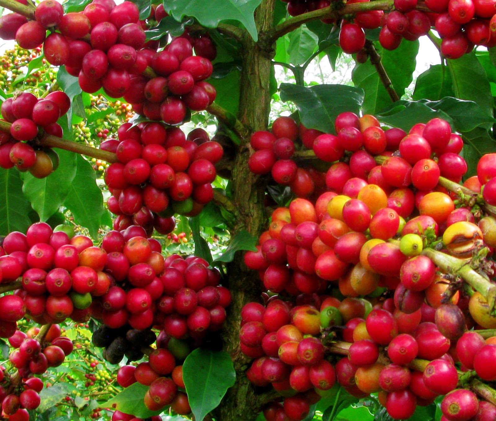 Làm sao để tránh “Được mùa mất giá”