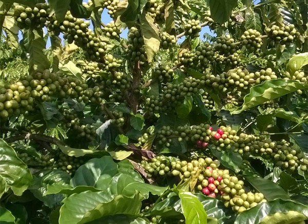 Cà phê Việt Nam “cứu nguy” cho thị trường thế giới
