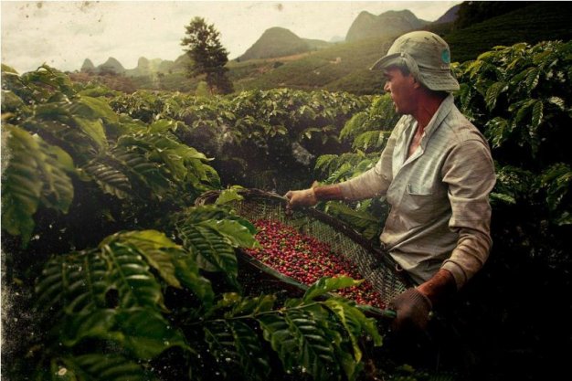 Thiếu hụt cà phê tồi tệ nhất trong 9 năm